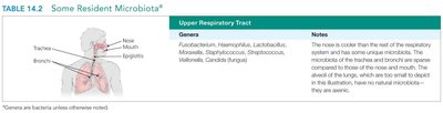 Resident microbiota of the upper respiratory tract