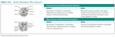 Resident microbiota of the urinary and reproductive systems