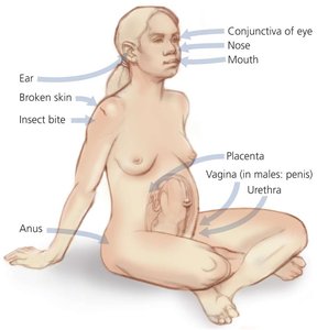 Portals of entry for pathogens