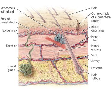 Cross section of skin showing entry points for pathogens