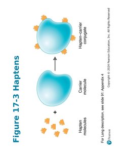 Figure 17-3 Haptens