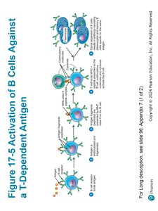 Figure 17-7 Activation of B Cells Against a T-Independent Antigen