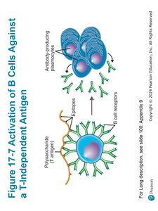 Figure 17-8 The Results of Antigen-Antibody Binding