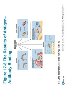Figure 17-9 M Cells