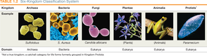 Six-kingdom classification system