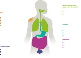 Distribution of normal microbiota in human body