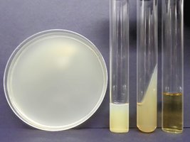 Agar plate, deep, slant, and broth