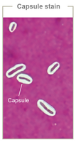 Capsule stain