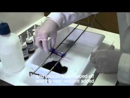 Gram stain steps