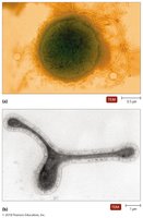Archaea cell morphologies