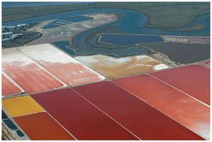 Halophiles in highly saline water