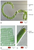 Cyanobacteria with different growth habits