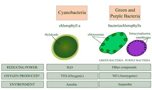 Photosynthesis comparison: prokaryotes and eukaryotes
