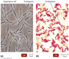 Locations of endospores in cells