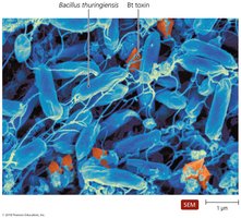 Crystals of Bt toxin produced by Bacillus thuringiensis