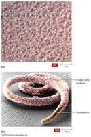 Purple sulfur bacteria
