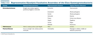 Representative glycolytic facultative anaerobes