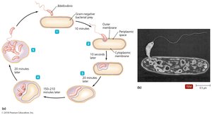 Bdellovibrio, pathogen of other Gram-negative bacteria