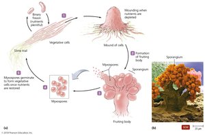 Life cycle of myxobacteria