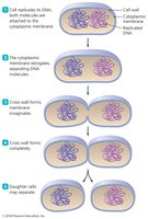 Binary fission process