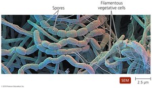 Spores of actinomycetes