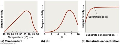 Graphs of enzyme activity vs temperature, pH, and substrate concentration