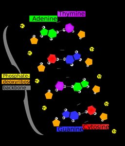 DNA structure with labeled bases and backbone