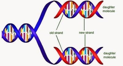 DNA replication fork with leading and lagging strands