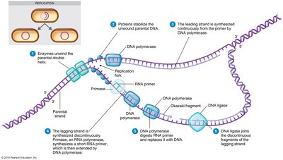 DNA replication with enzymes and Okazaki fragments