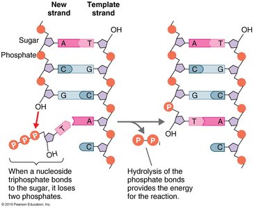DNA replication: nucleotides and template strand