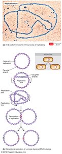 Bidirectional replication in circular bacterial DNA