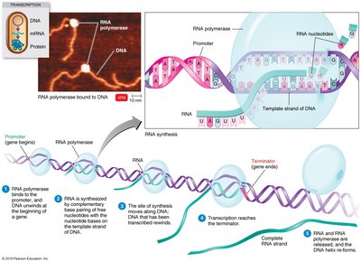 Transcription: RNA polymerase binding and RNA synthesis