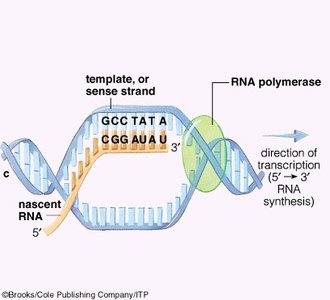 Transcription: RNA nucleotides pairing with DNA bases