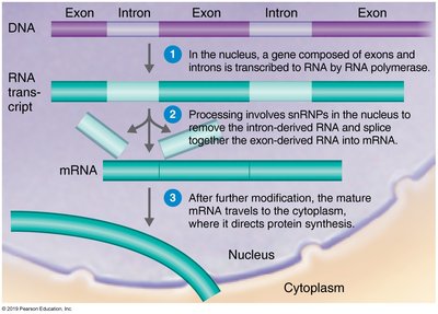 RNA processing: exons, introns, and mature mRNA