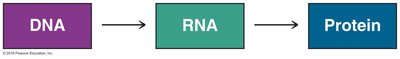 Central dogma: DNA to RNA to Protein