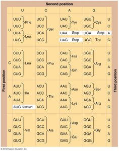 Codon-anticodon interaction and amino acid addition