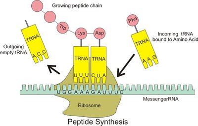 tRNA, codon, and specific amino acid