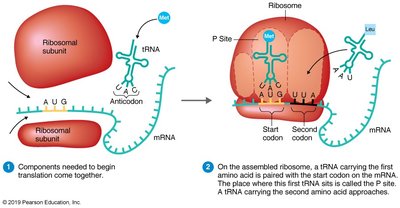 Peptide synthesis at the ribosome
