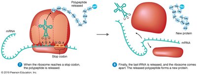 Translation: ribosome, tRNA, and mRNA
