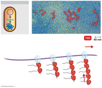 Simultaneous transcription and translation in bacteria