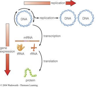 Gene expression and replication overview