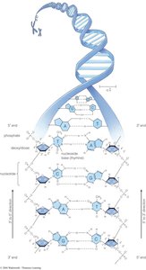 DNA double helix with base pairing