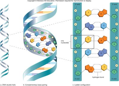 DNA double helix, complementary base pairing, and ladder configuration