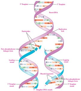 Semiconservative DNA replication