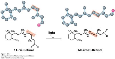 Cis-trans retinal conversion in vision