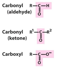 Common functional groups in biomolecules