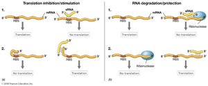 sRNA regulation of translation and mRNA stability