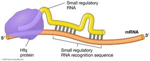 Hfq protein assisting sRNA binding to mRNA