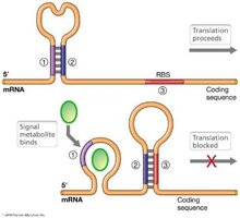 Riboswitch mechanism: metabolite binding alters mRNA structure