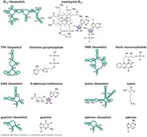 Examples of metabolites and riboswitches